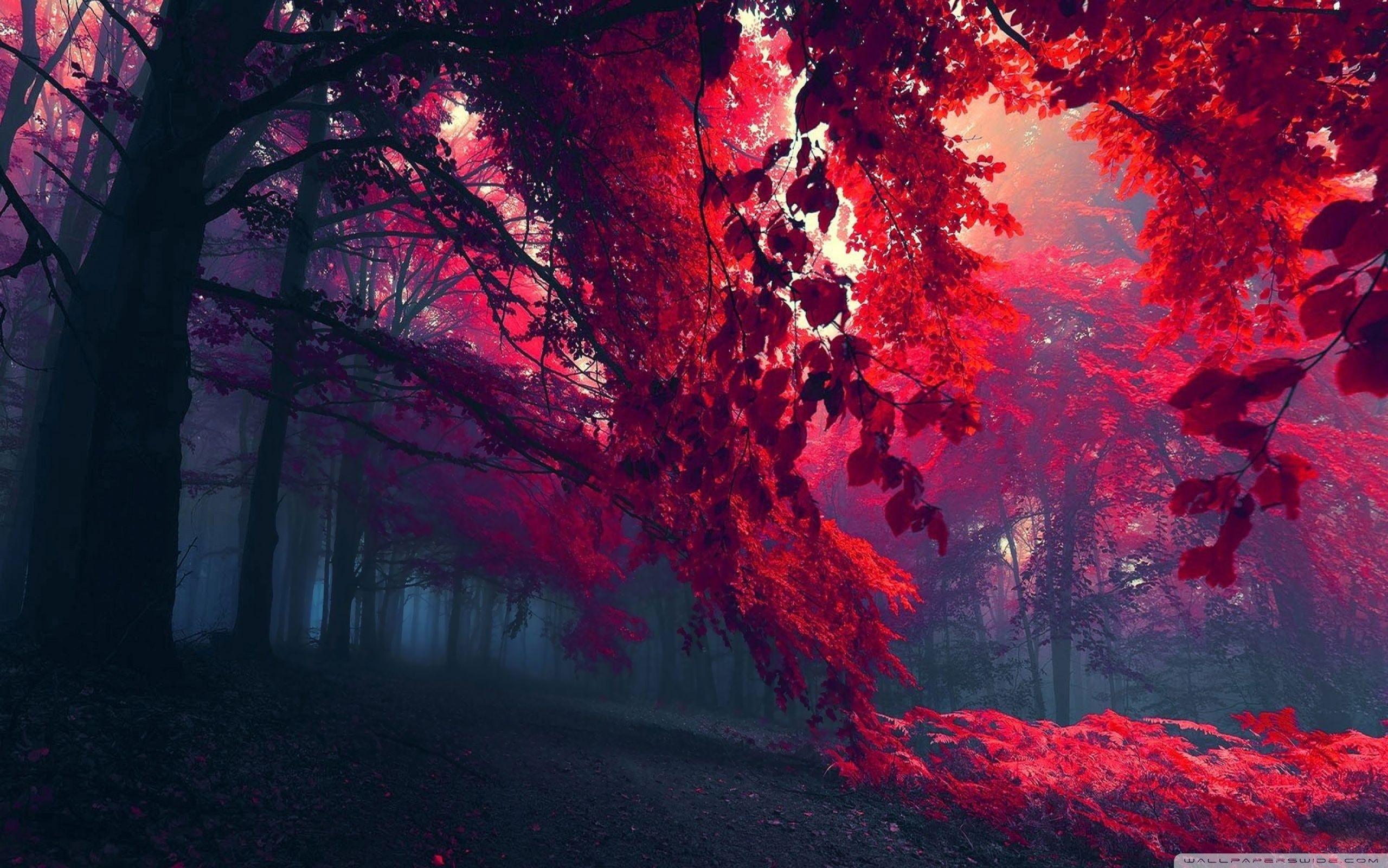 Red Autumn. VIP Wallpaper. HD Wallpaper for Desktop and Mobile