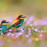 A selection of 10 Image of Birds in HD quality