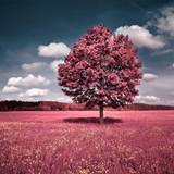 Most Beautiful Tree Wallpapers
