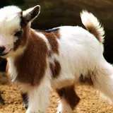 75 Goat HD Wallpapers