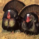 Turkey Hunting Wallpapers