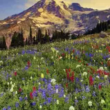 Mount Rainier National Park Hd Wallpapers 589485 : Wallpapers13