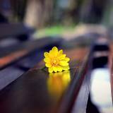 Alone yellow flowers HD wallpapers