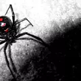 Black Widow Spider Wallpapers