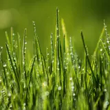 Wallpapers Green grass, 4k, HD wallpaper, 8k, field, dew, Nature