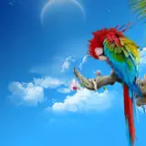 Parrots image Parrot HD wallpapers and backgrounds photos