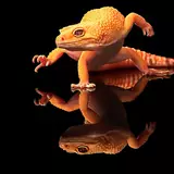 Gecko HD Wallpapers