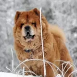 Chow Chow HD Wallpapers