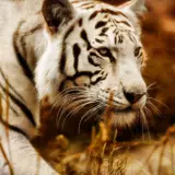 1460637 1920x1035 Free screensaver white tiger