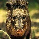 Free picture: peccary, javelina, wild, boar, skunk, pig