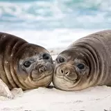 Wallpapers Seals Eared seal 2 Animals Staring 1366x768
