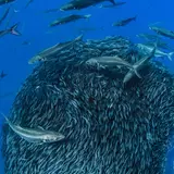 Bing image: Mackerel forming a bait ball to avoid predators
