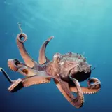 Download wallpapers 1600x900 octopus, suckers, tentacles