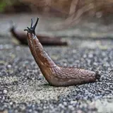 Slug · Free Stock Photo