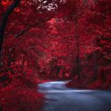 Man Made Road Tree Red Nature Wallpapers